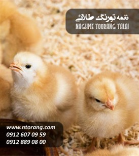 فروش جوجه کاب دام و طیور کوروش